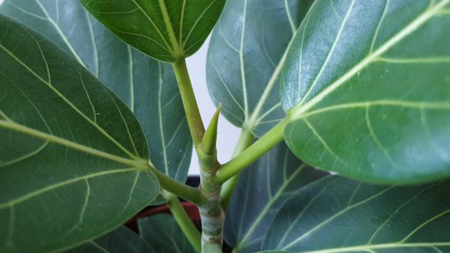 Ficus Audrey care tips