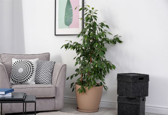 Weeping Fig Ficus Benjamina large low light houseplants