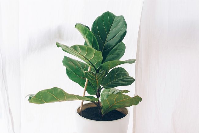 fiddle leaf fig ficus lyrata best houseplants for beginners