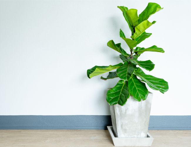 fiddle leaf fig ficus lyrata east facing window plants