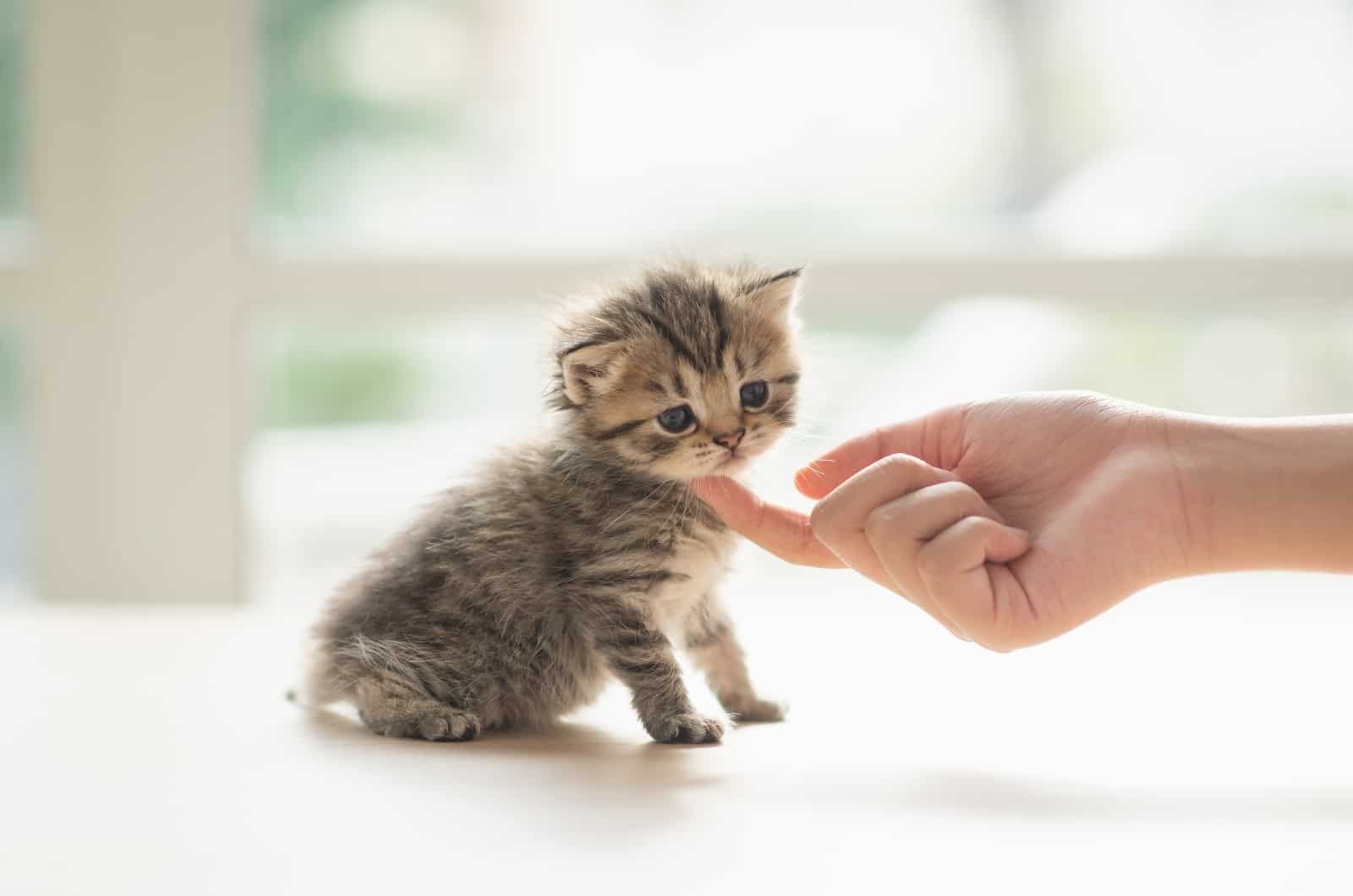 finger petting kitten