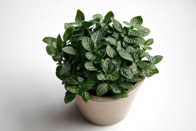 healthy fittonia nerve plant