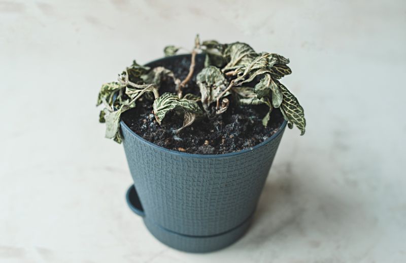 fittonia plant dying nerve plant wilting