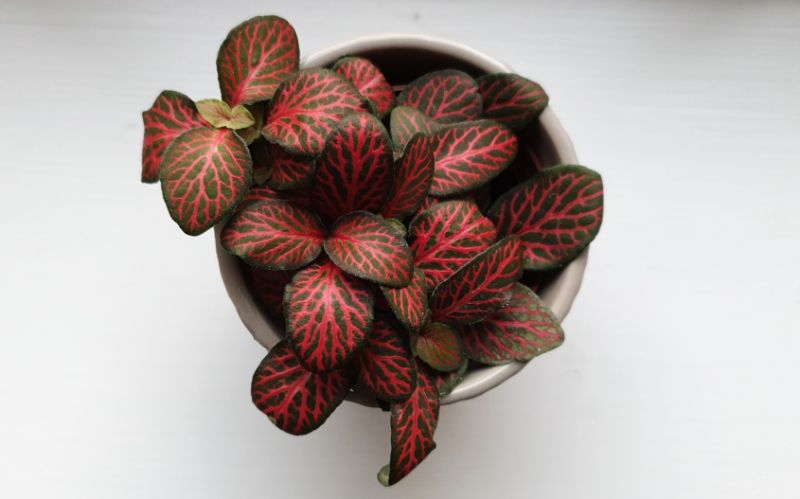 fittonia propagation nerve plant