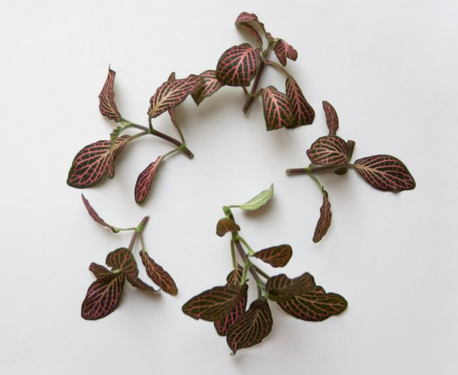 fittonia propagation nerve plant