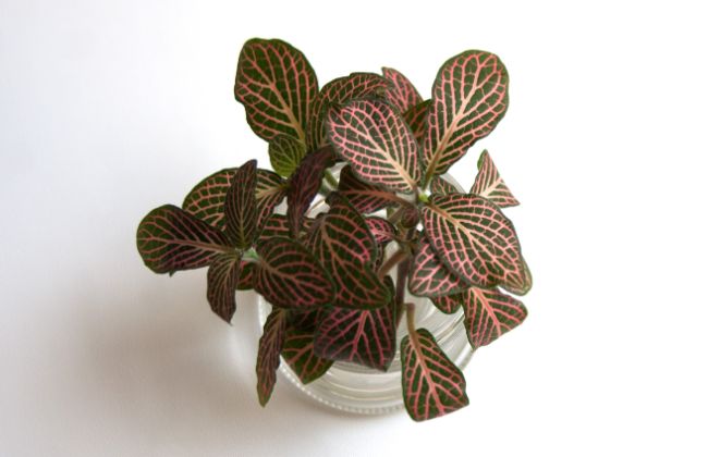 fittonia propagation nerve plant in water