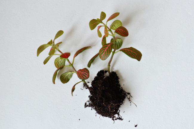 fittonia nerve plant with roots