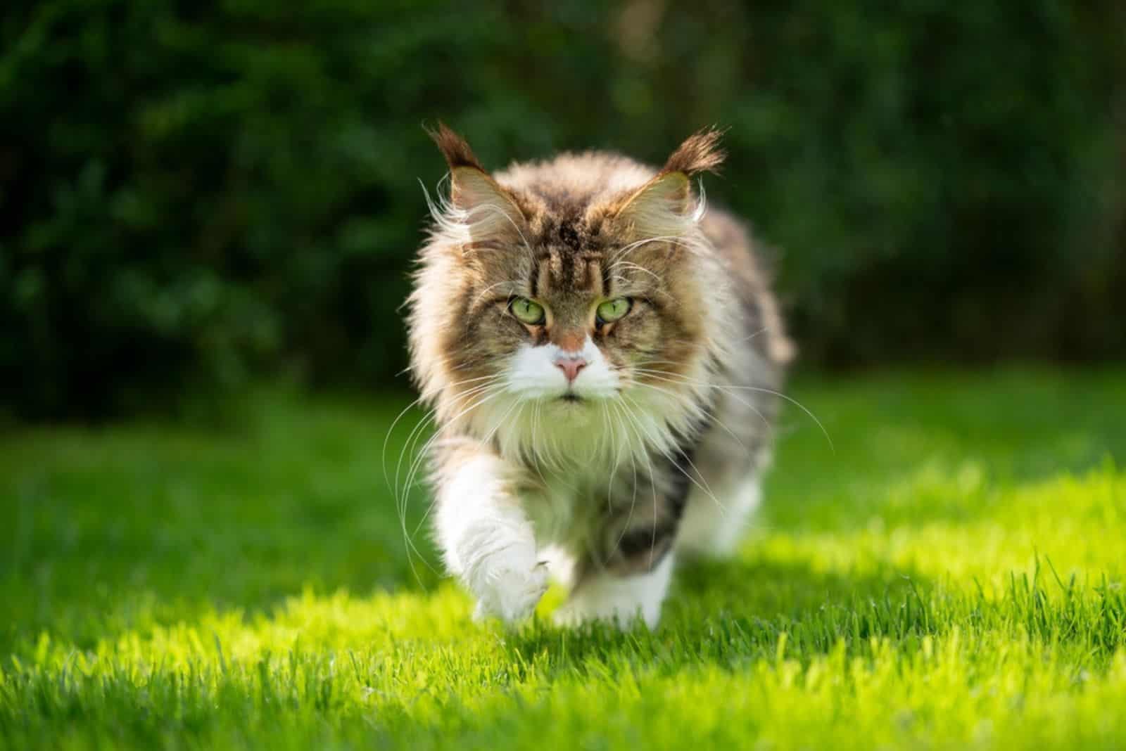 fluffy tabby white maine coon cat outdoors in sunny green garden