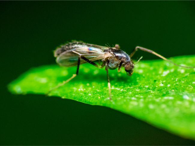 fungus gnat on houseplant leaf