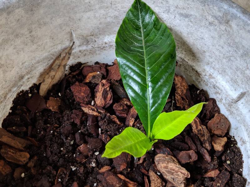 grow gardenias indoors