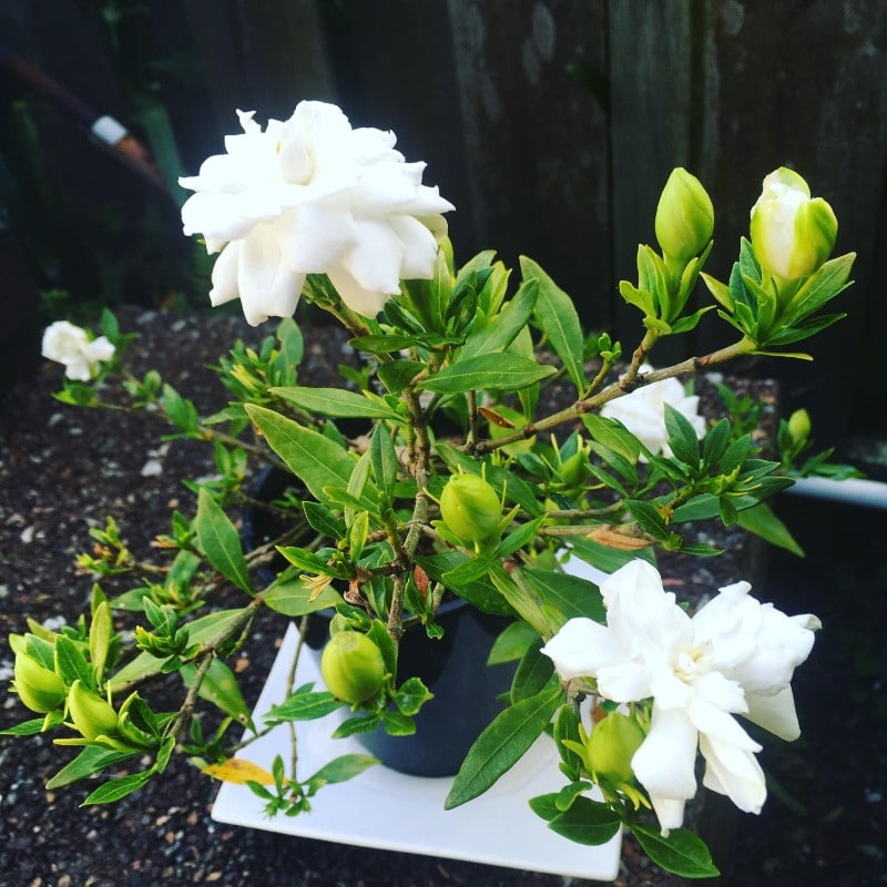 grow gardenias indoors