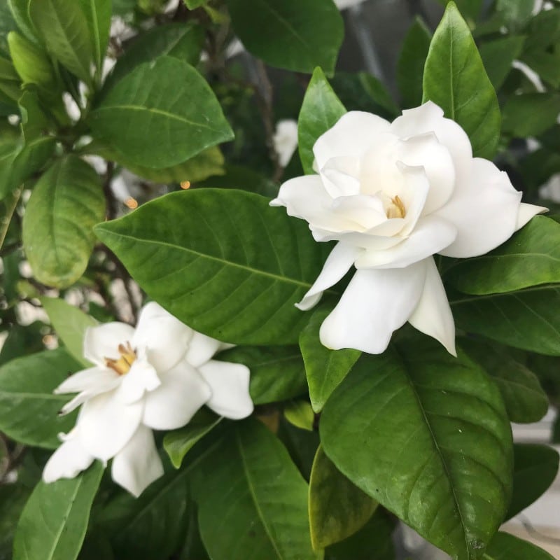 grow gardenias indoors