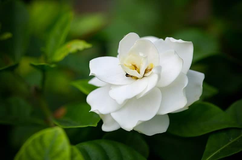 grow gardenias indoors