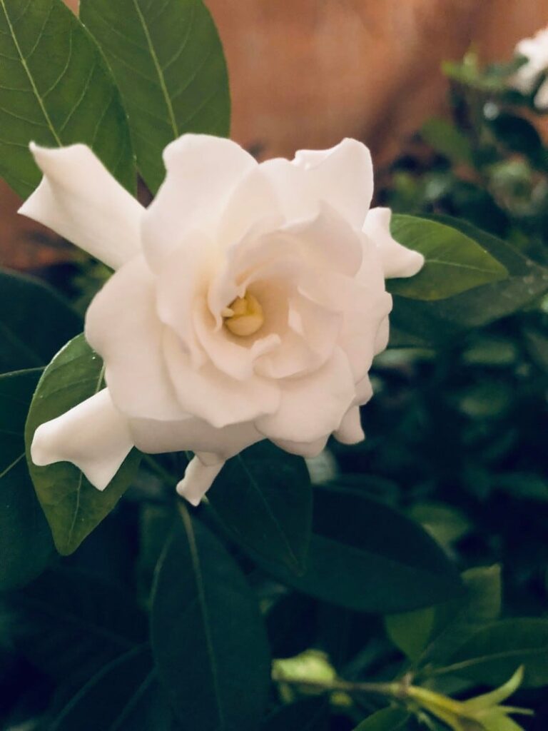 grow gardenias indoors