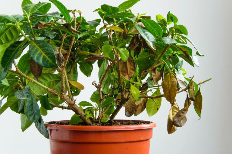 gardenia dying and dropping leaves