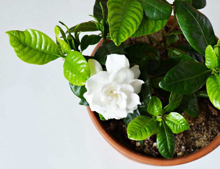 examining plant closely to work out why gardenia is dying