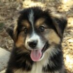 german-shepherd-border-collie-mix-1