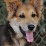 german-shepherd-collie-mix-1