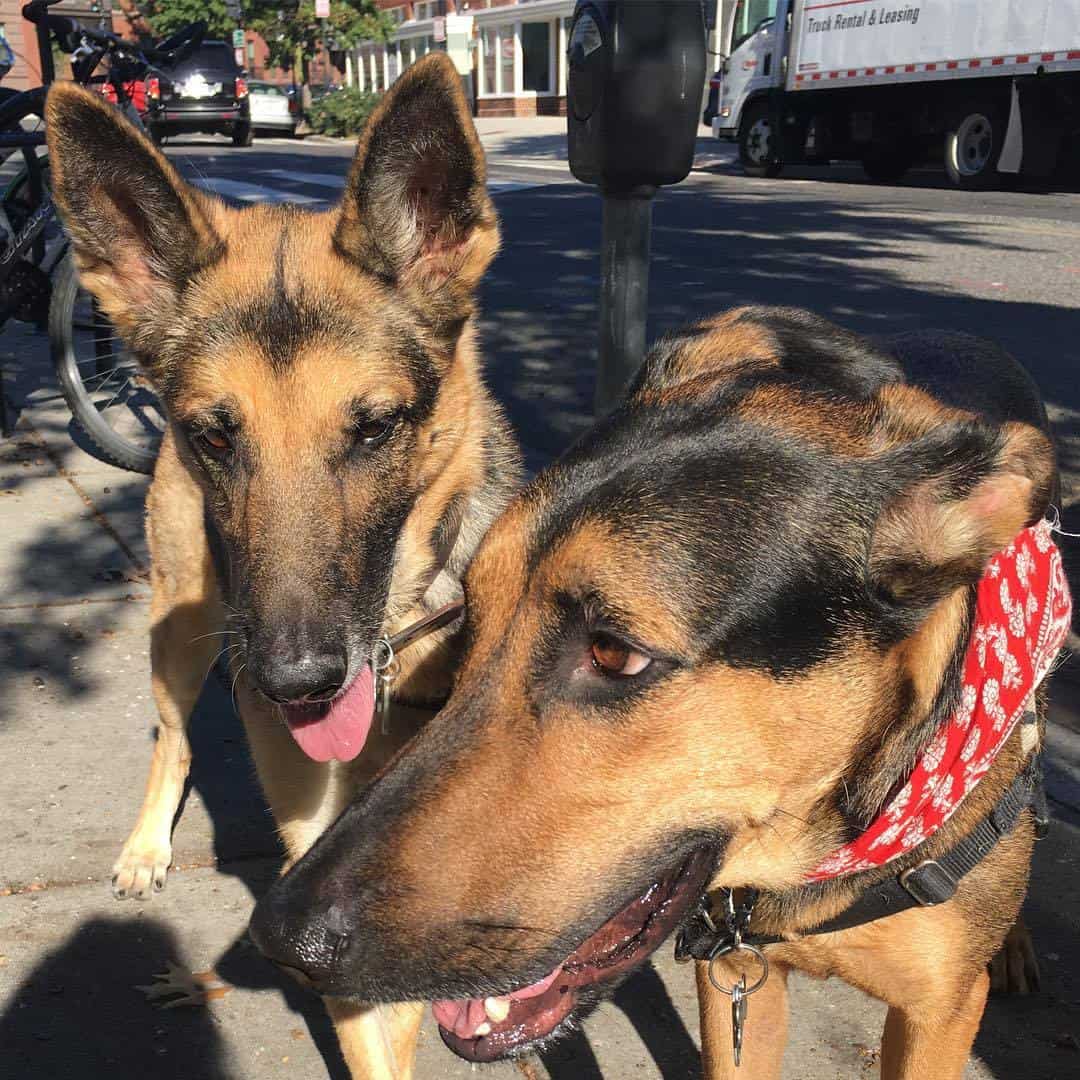 Doberman Shepherds interacting on the street