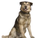 Husky mixed with a German Shepherd, 2 years old, sitting in front of white background