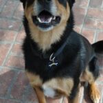 german shepherd rottweiler mix