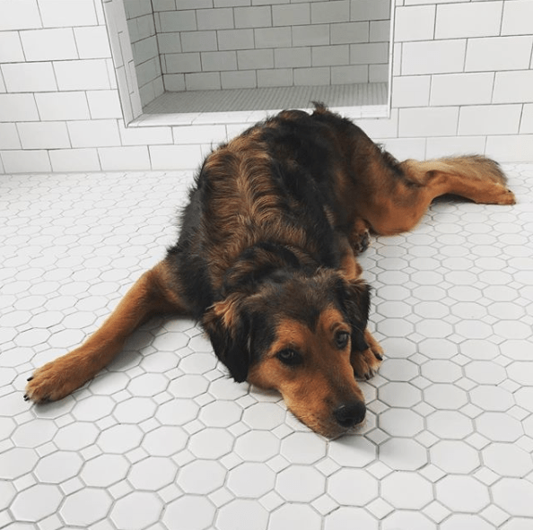 Full grown Golden Shepherd laying down. 