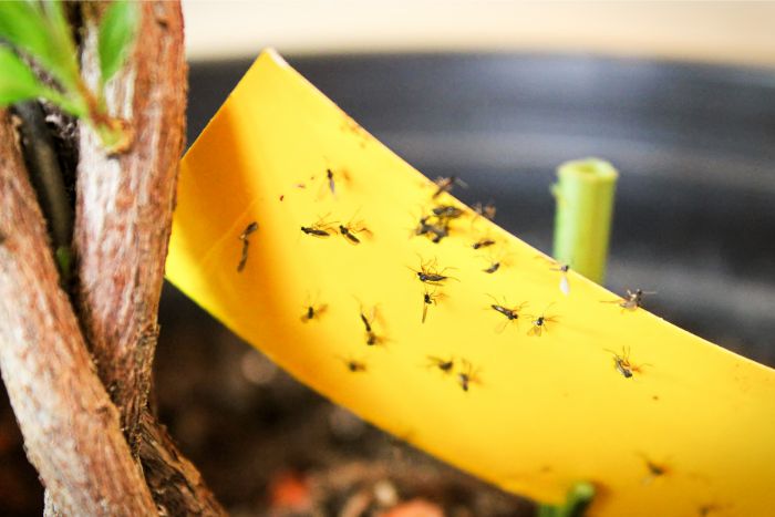 get rid of fungus gnats in houseplants