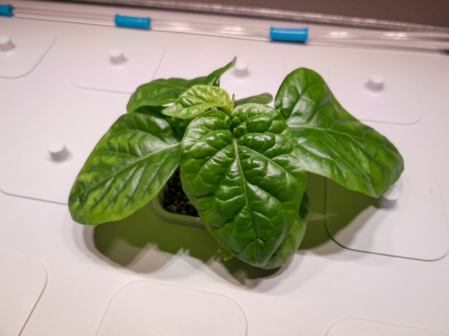 getting started in hydroponics