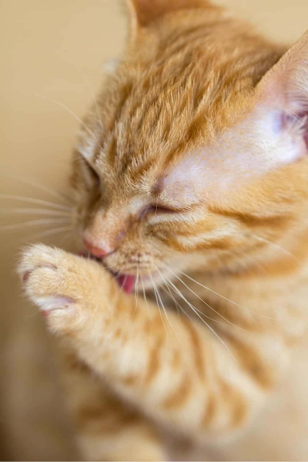 ginger cat licking its paw