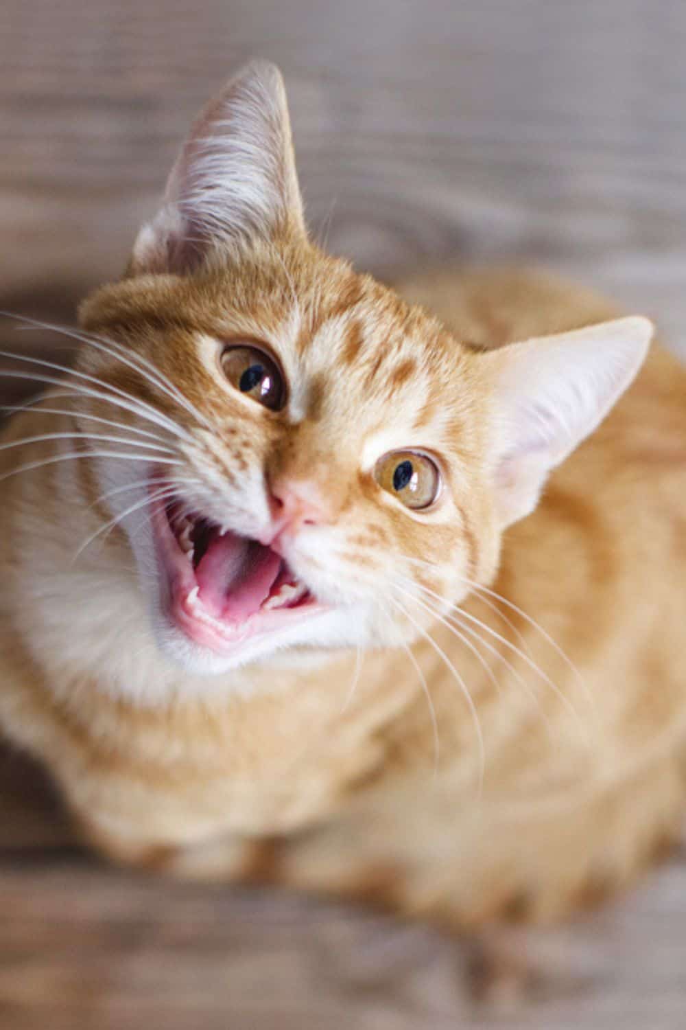 ginger cat meowing