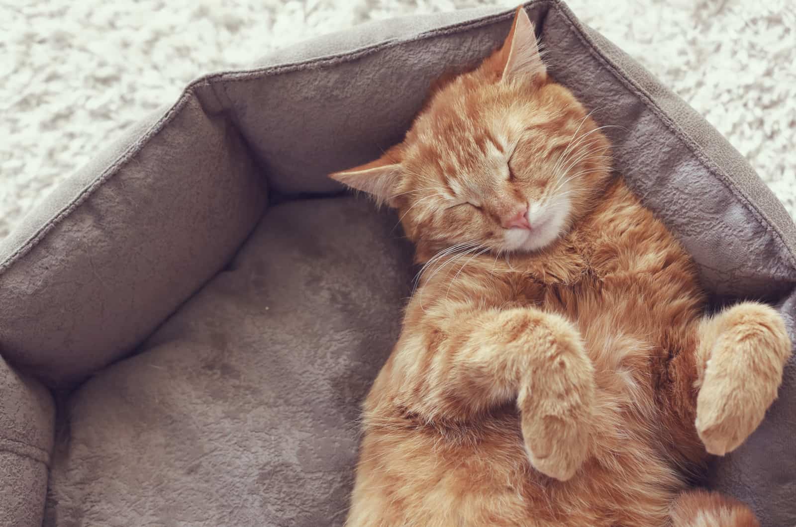 ginger cat sleeping in cat bed