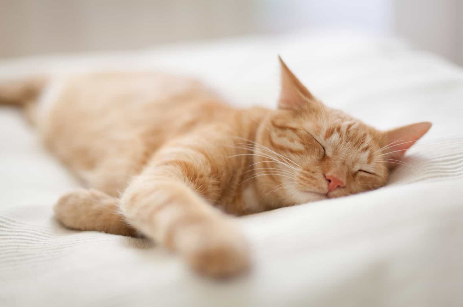 ginger cat sleeping