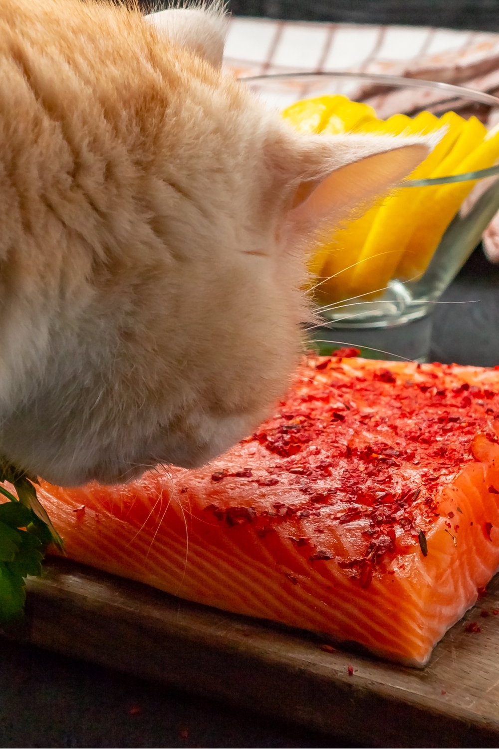 ginger cat sniffing salmon meat