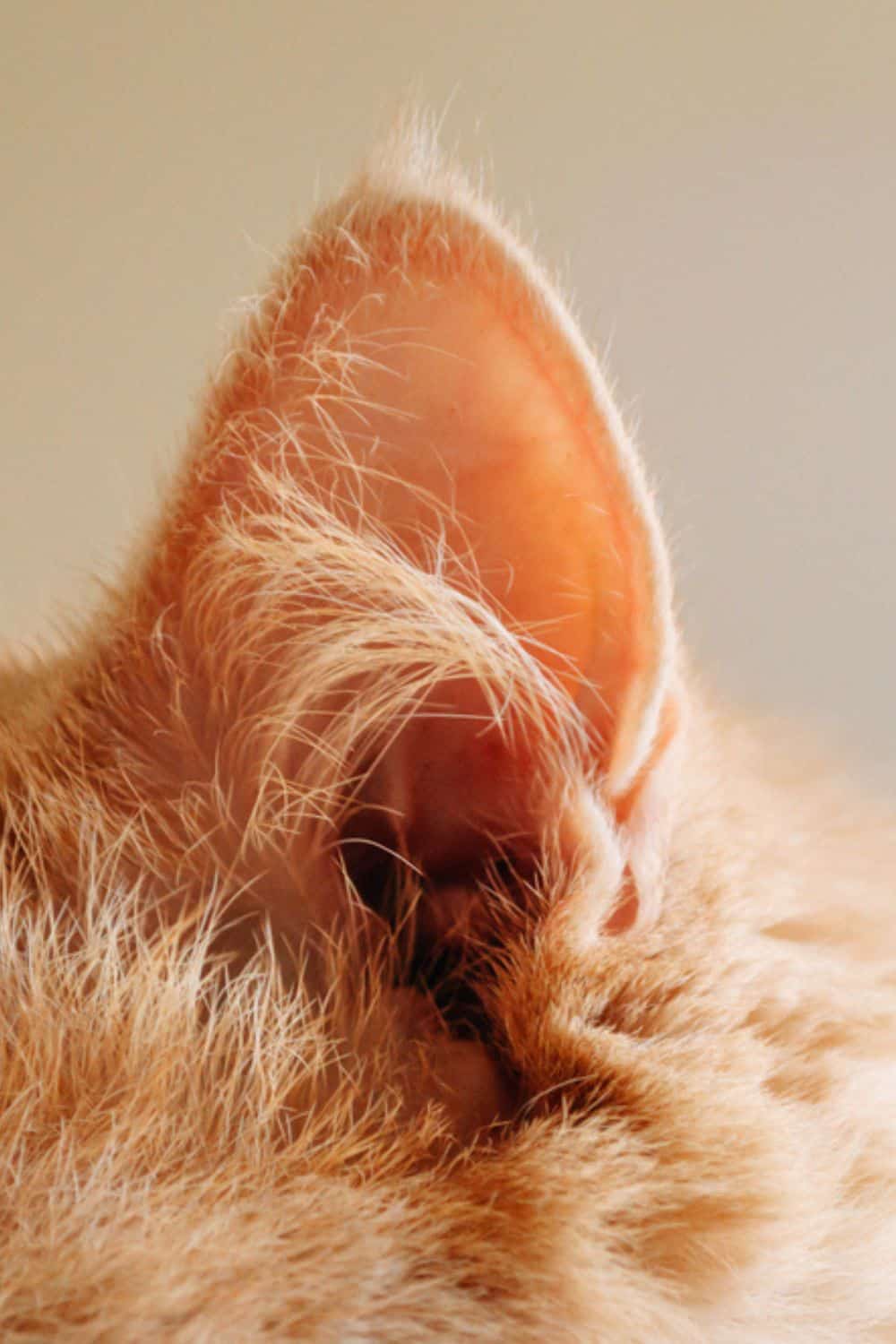 ginger cats ear