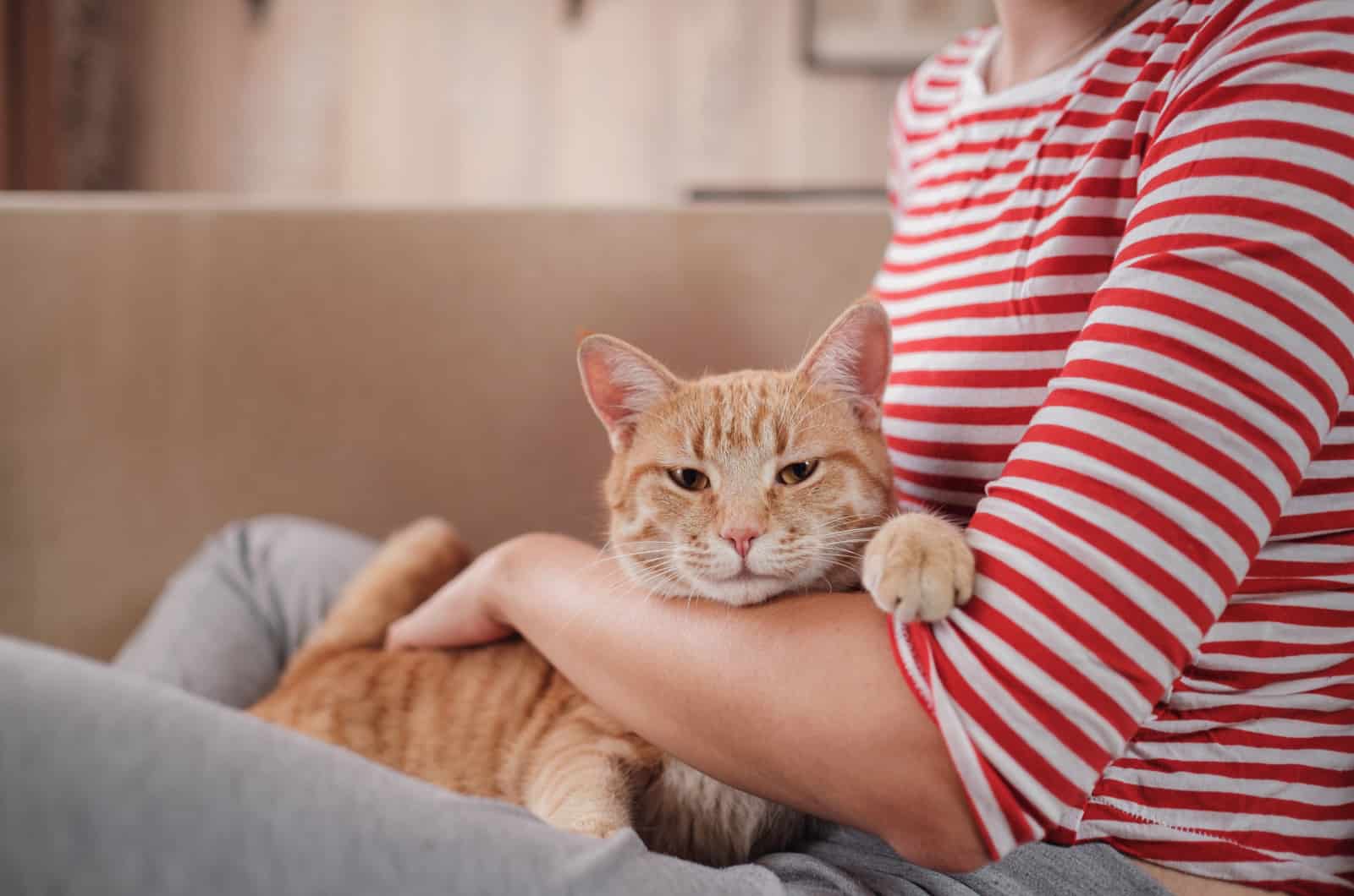 ginger tabby cat in woman's lap