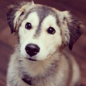 golden-retriever-husky-mix-3