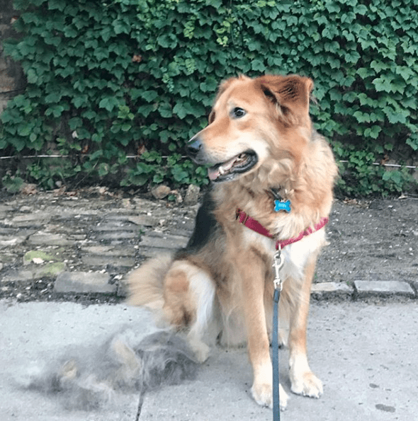 A full grown Golden Shepherd being groomed. 