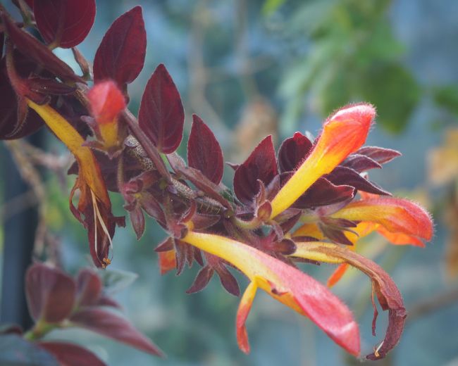 goldfish plant care columnea gloriosa