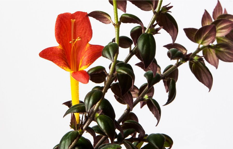 goldfish plant care columnea gloriosa