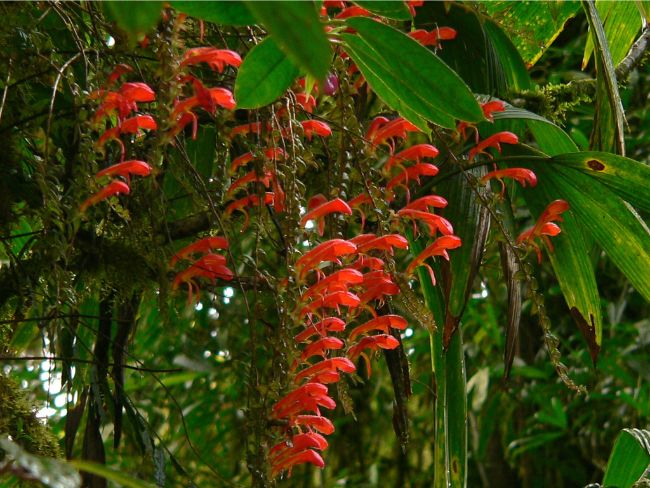 goldfish plant care columnea gloriosa