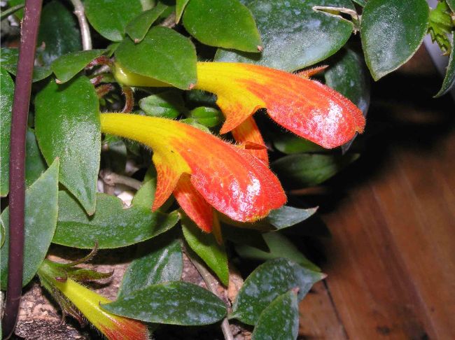 goldfish plant care columnea gloriosa