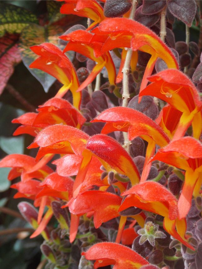 goldfish plant care columnea gloriosa