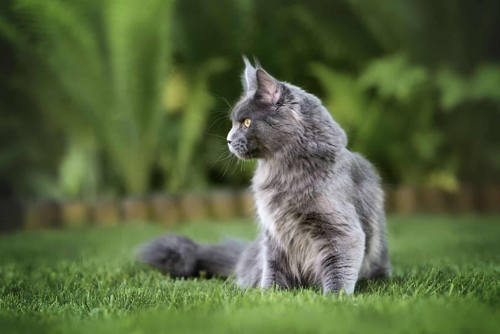 gray Maine Coon cat sits on the grass and looks around