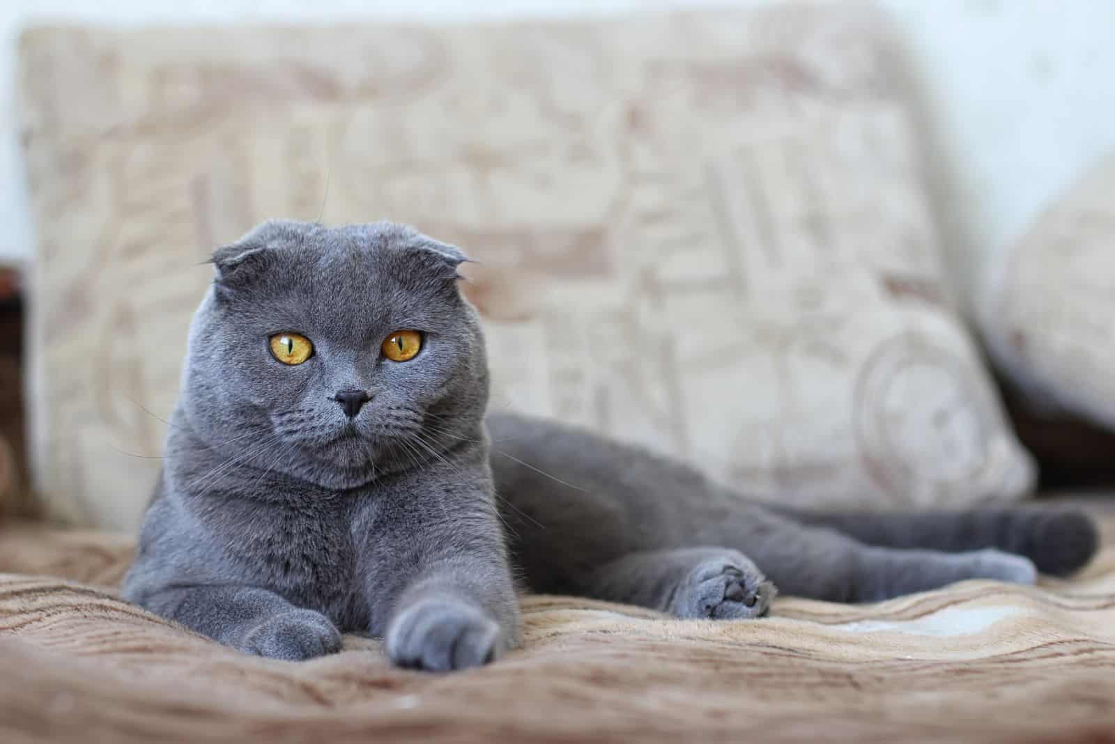 gray Scottish Fold cat