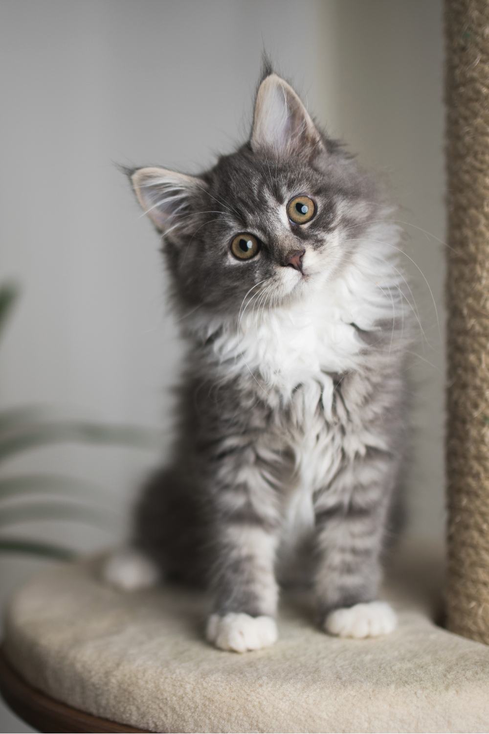 gray and white maine coon kitten sitting