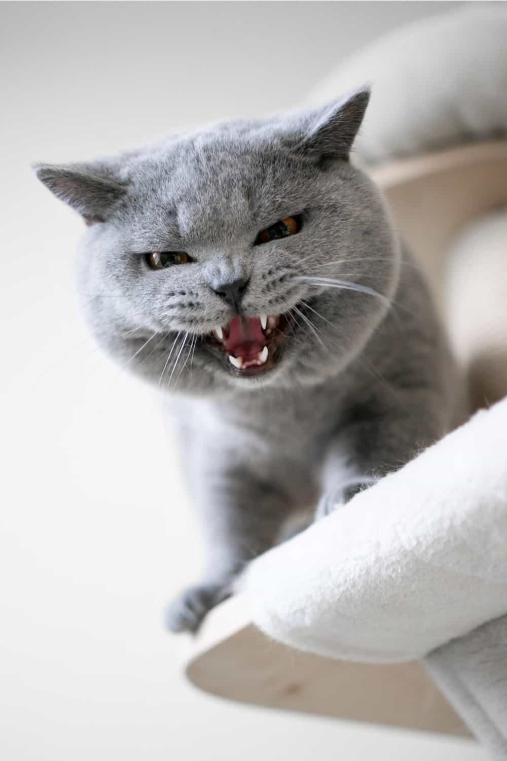 gray cat hissing