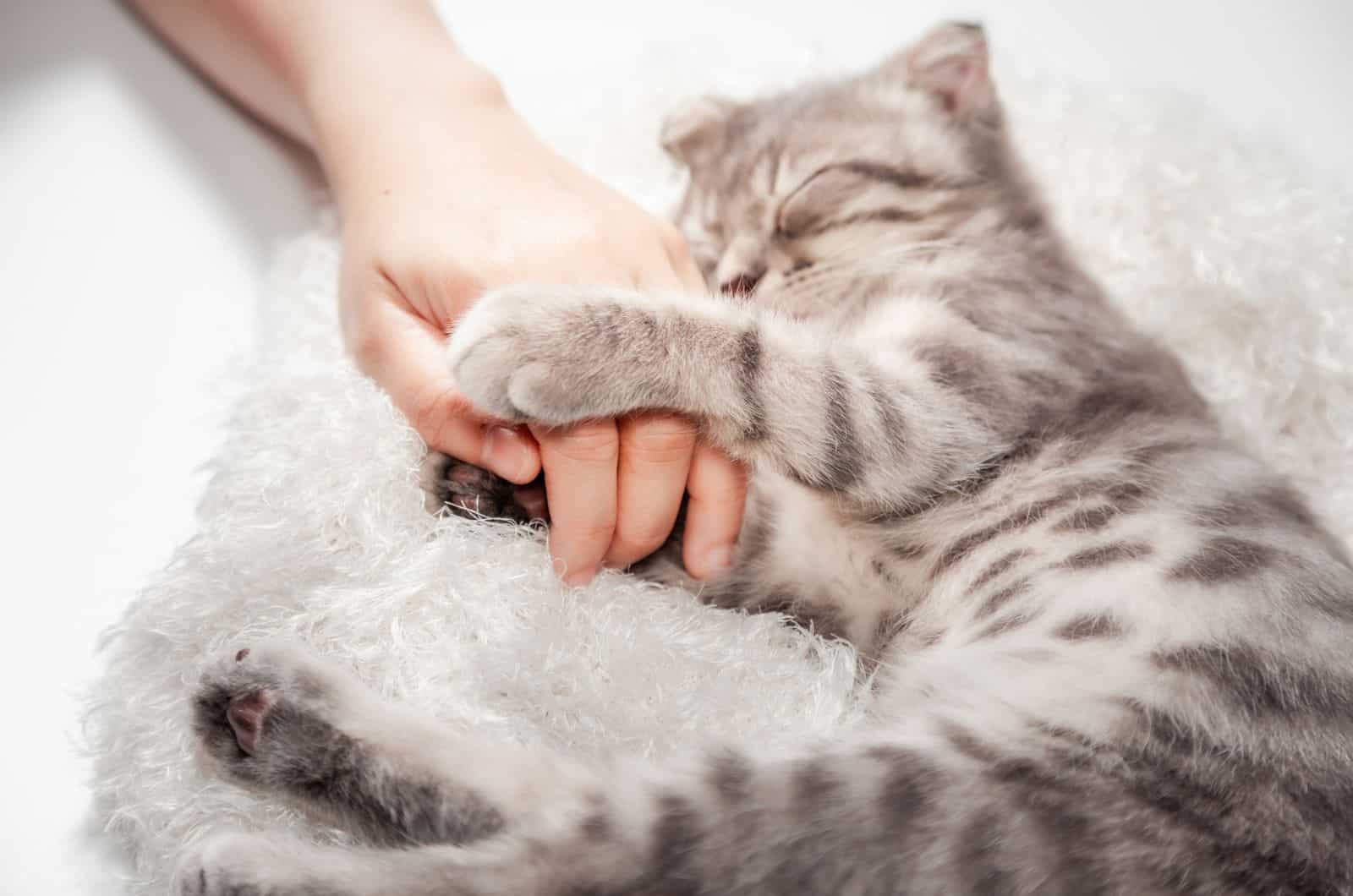 gray cat holding hand