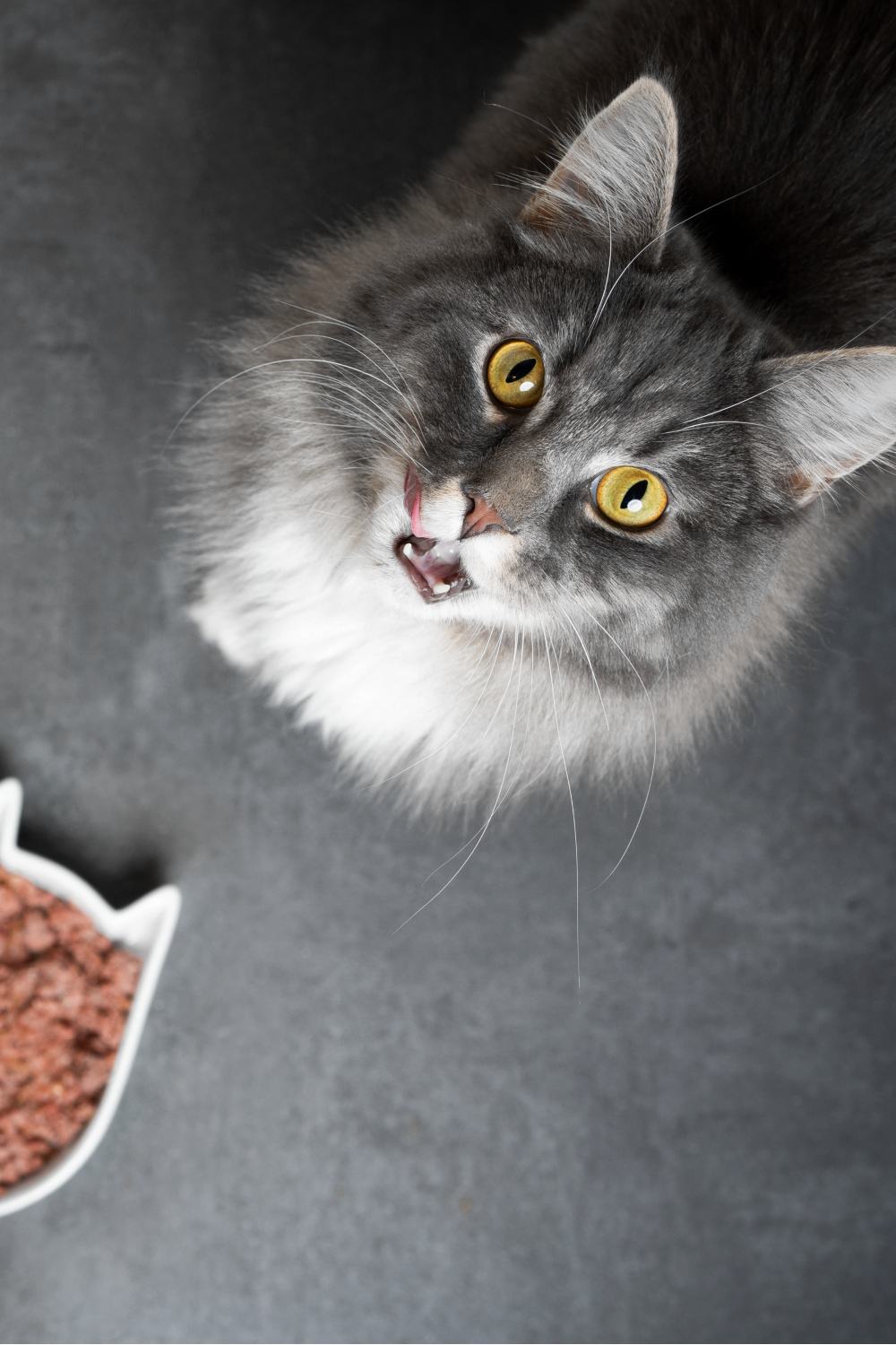 gray cat meowing and looking up