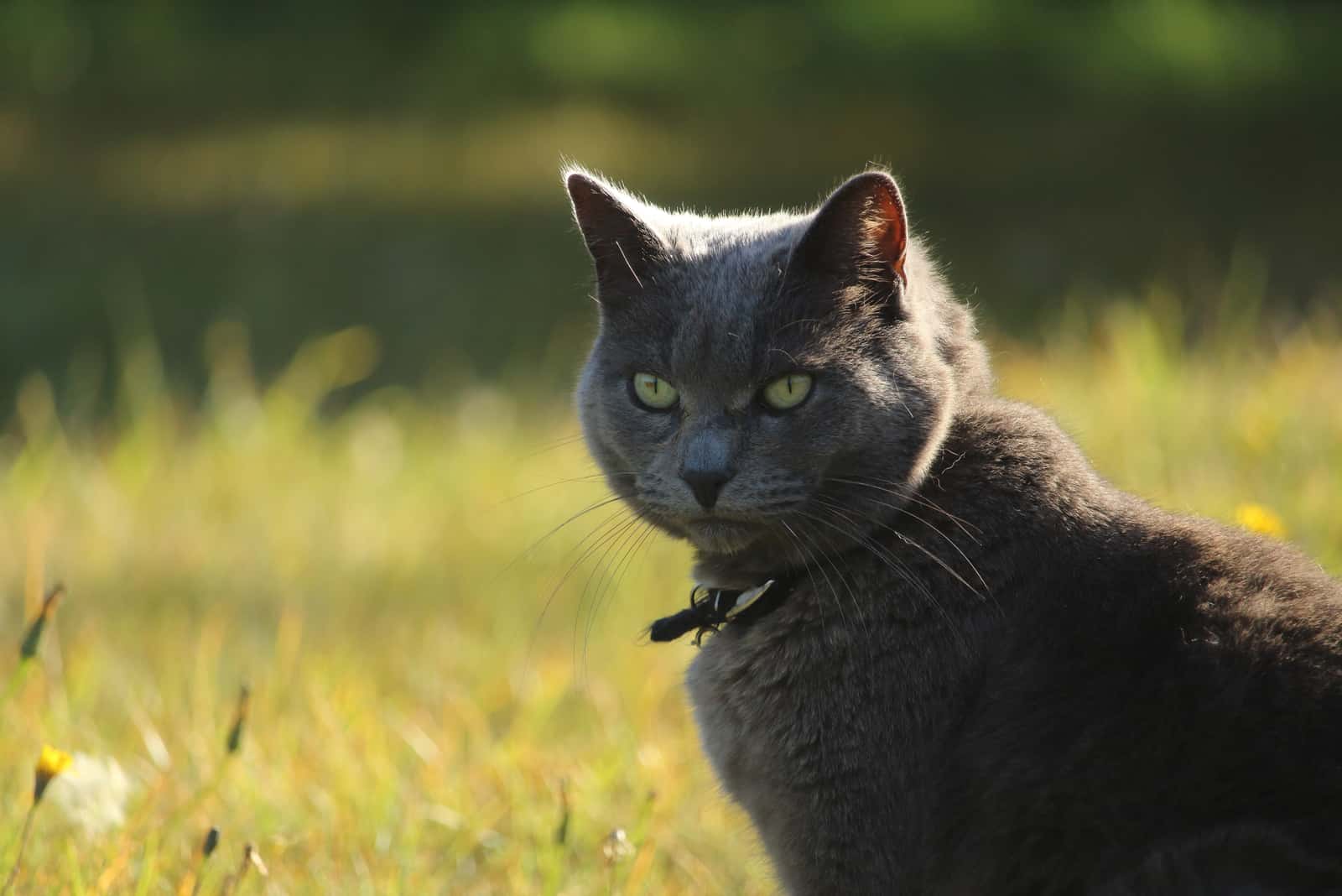 gray cat posing outside