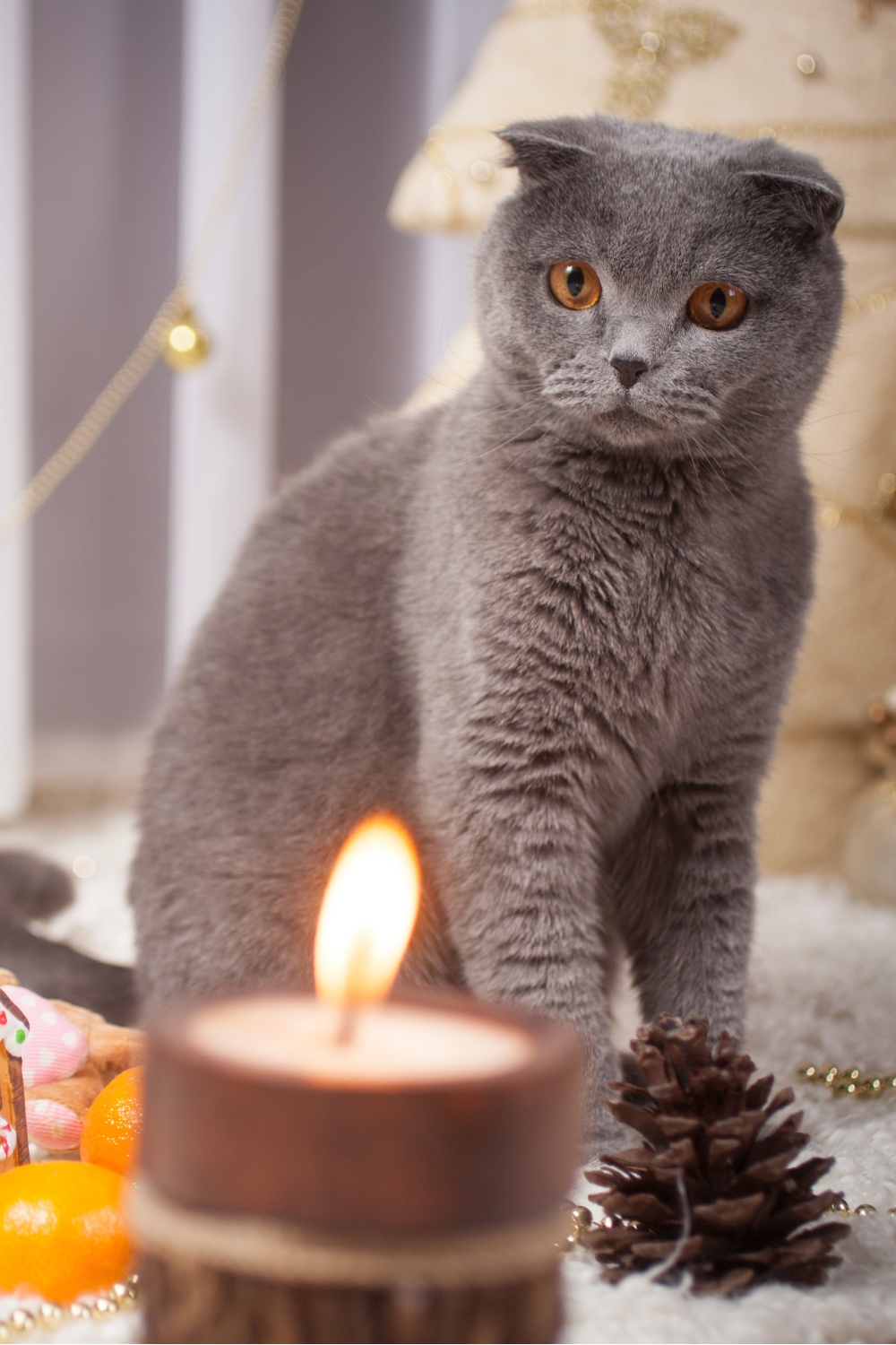 gray cat sitting and looking at candle